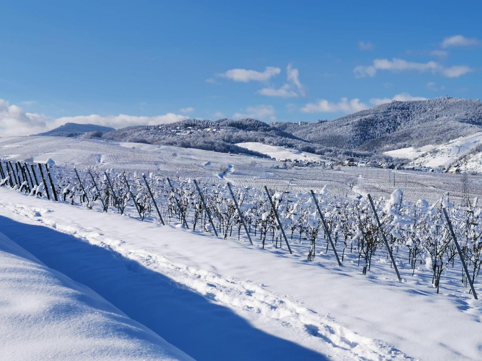 Entre Ville Et Vignes - Gite Classe 3 Etoiles Ingersheim Kültér fotó