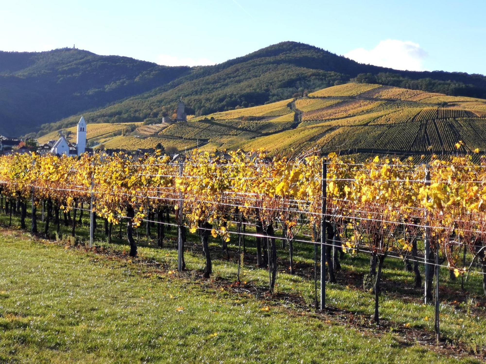 Entre Ville Et Vignes - Gite Classe 3 Etoiles Ingersheim Kültér fotó